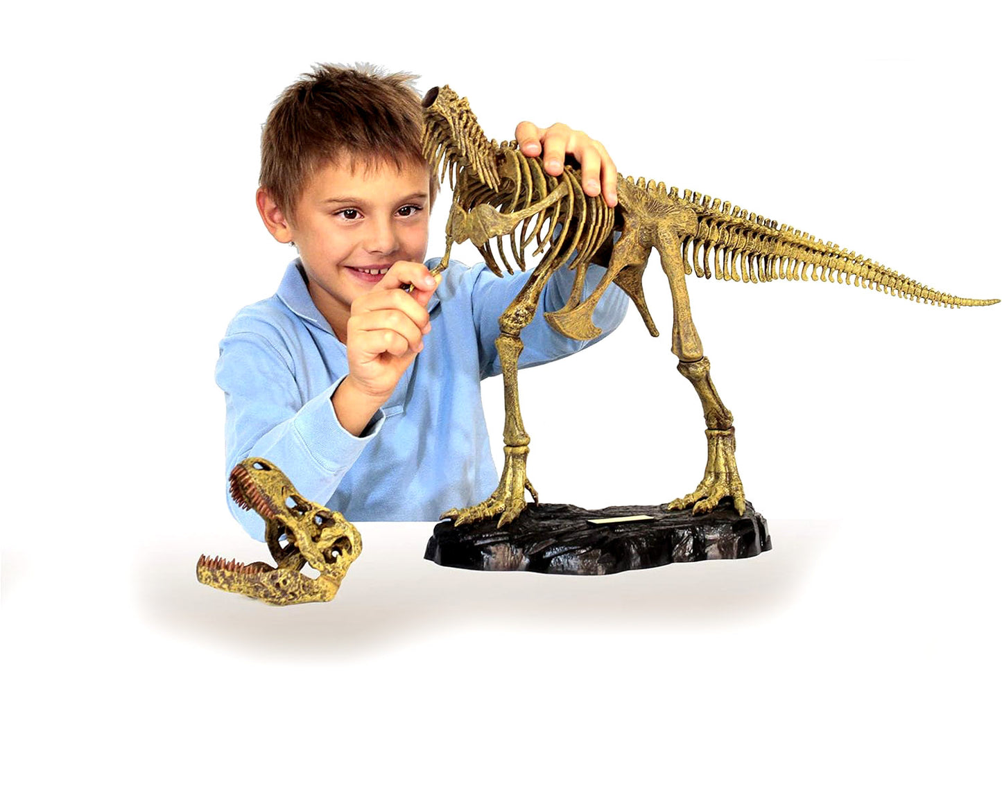 Special Offer Dr. Steve Hunters T. Rex Dinosaur Replica Skeleton Model 30" 1:15 Scale Uncle Milton